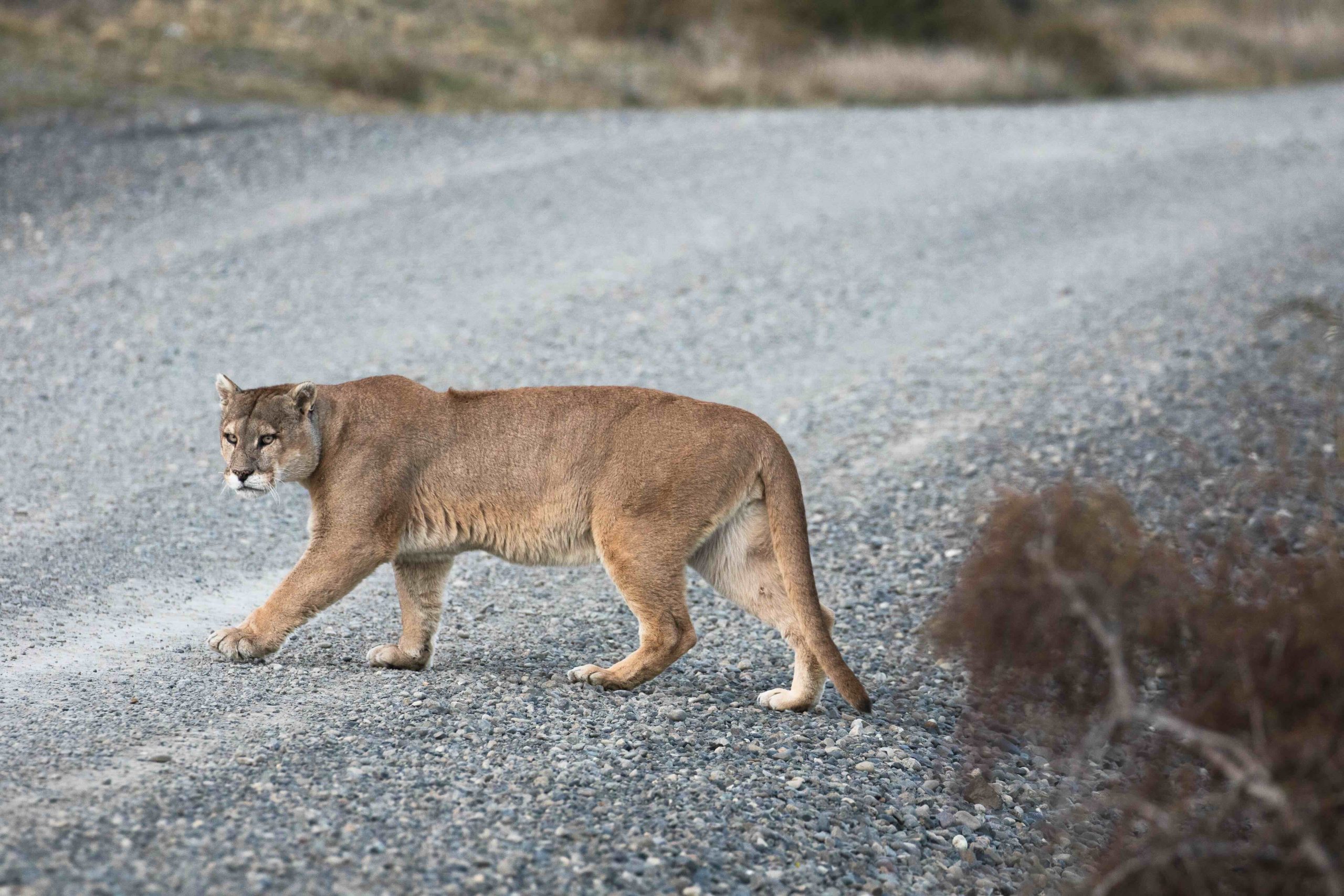 Puma crossing the road