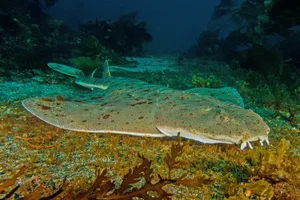 shark4Sept25-15 <em>© Douglas Klug. A Pacific angel shark on the ocean floor at Anacapa Island in the Channel Islands National Park, US</em>