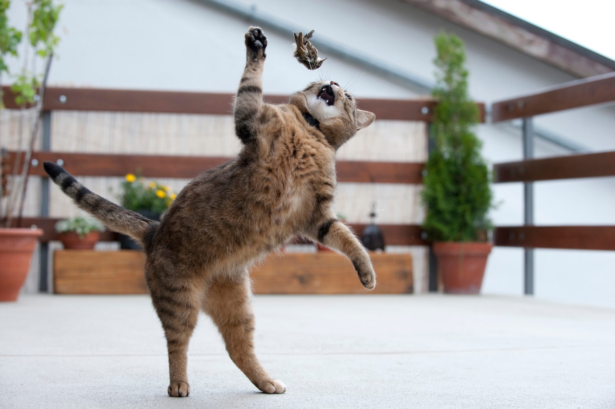 A domestic cat playing with its dead prey - a common treecreeper. © Laurent Geslin/Nature Picture Library/Getty A domestic cat playing with its dead prey - a common treecreeper. © Laurent Geslin/Nature Picture Library/Getty