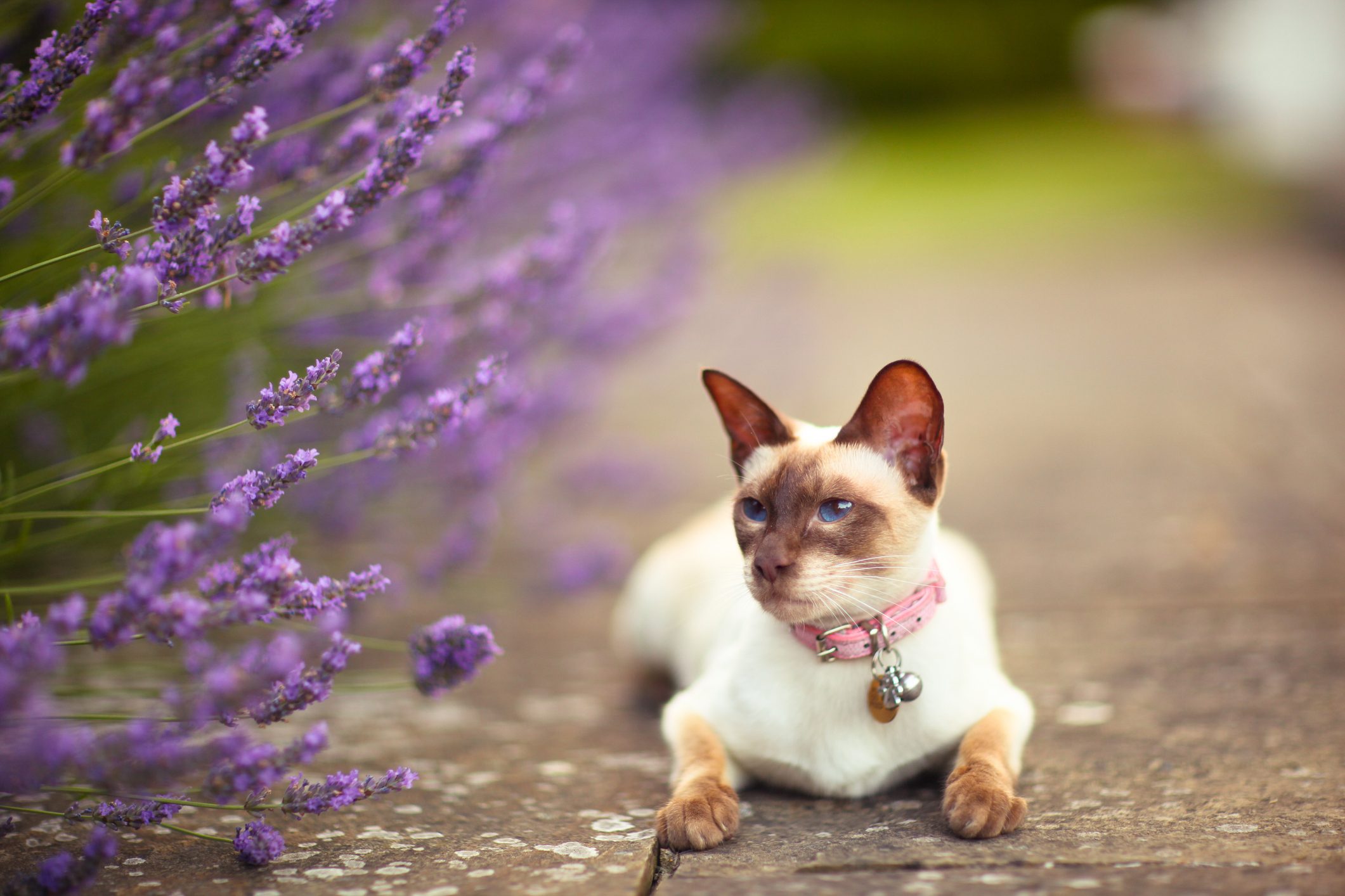 Putting a bell or two on cat's collar can reduce how many animals it catches. © Sasha Bell/Getty Putting a bell or two on cat's collar can reduce how many animals it catches. © Sasha Bell/Getty