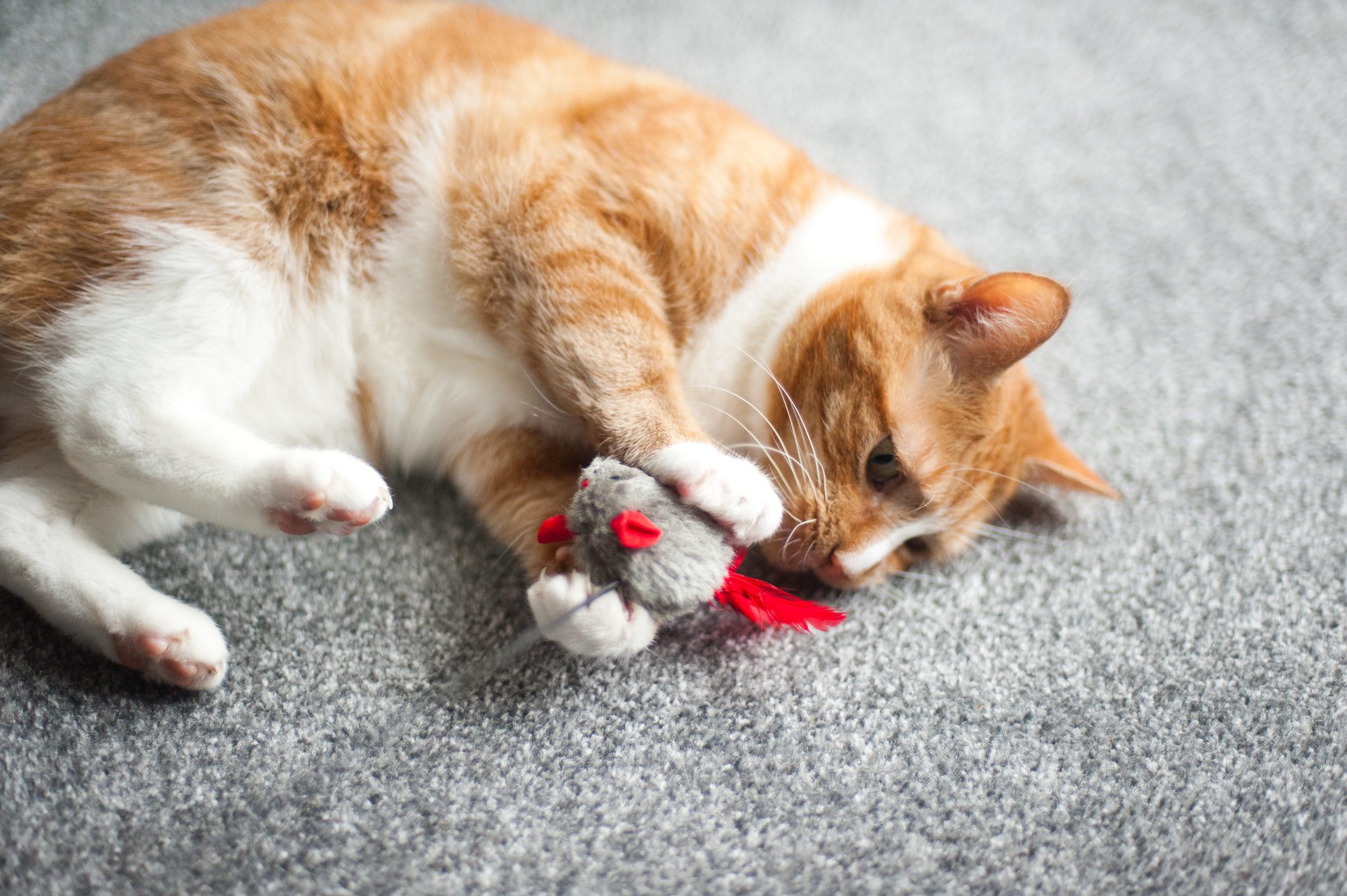 A cat playing with a toy mouse. © Elizabeth Livermore/Getty A cat playing with a toy mouse. ©Elizabeth Livermore/Getty