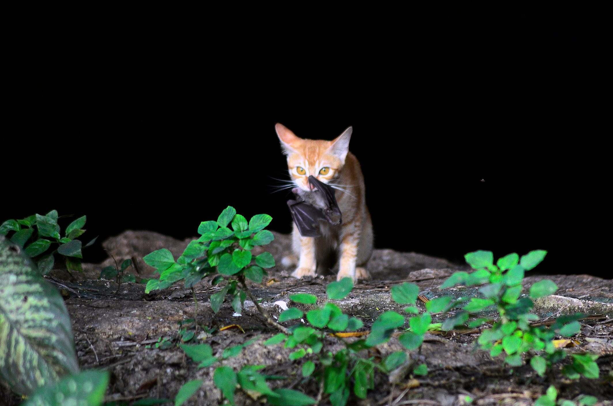 Cat with a bat. © Raniel Jose Castaeda/EyeEm/Getty Cat with a bat. © Raniel Jose Castaeda/EyeEm/Getty