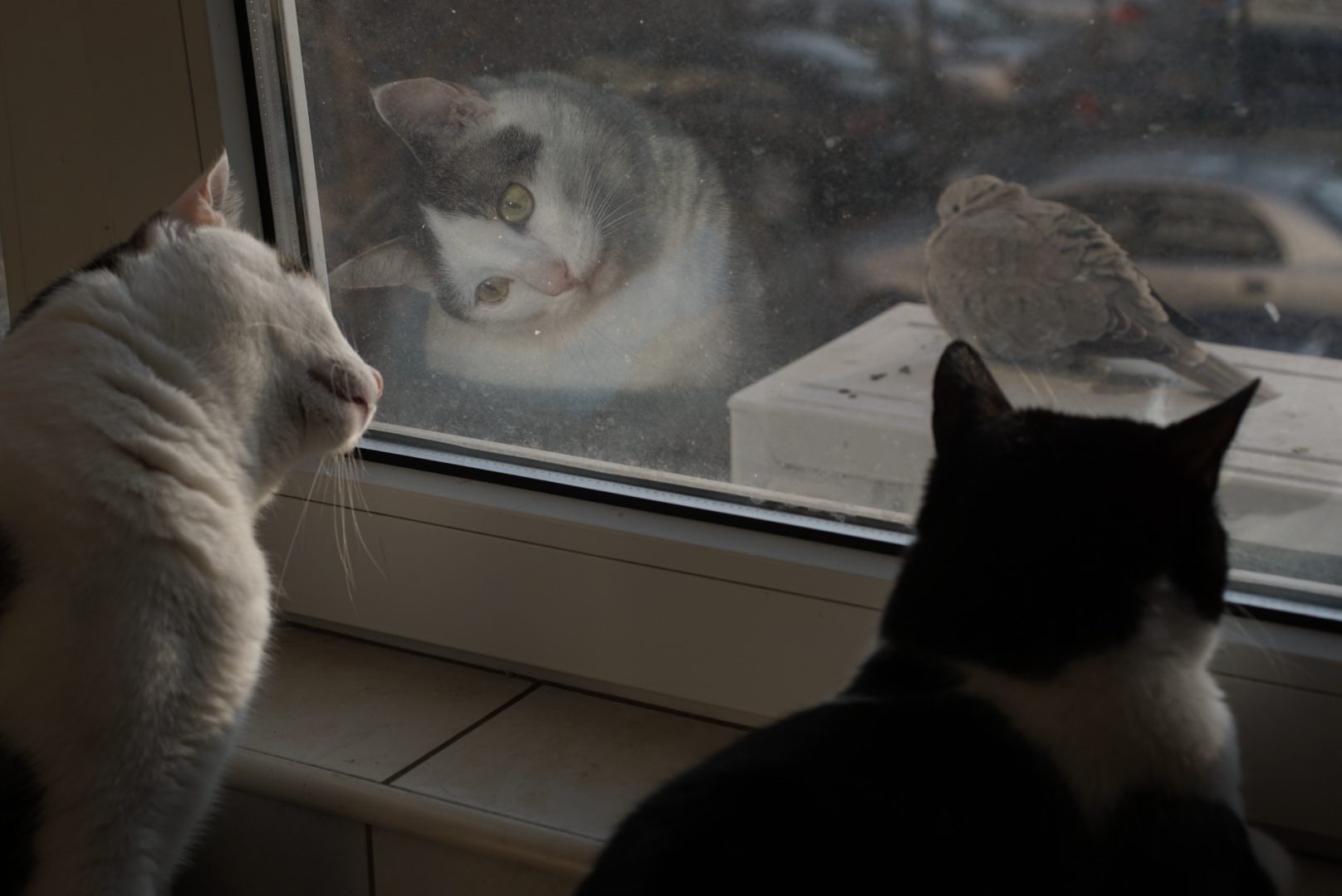 Cats looking at a dove though a window. © Urda Petre/EyeEm/Getty Cats looking at a dove though a window. © Urda Petre/EyeEm/Getty