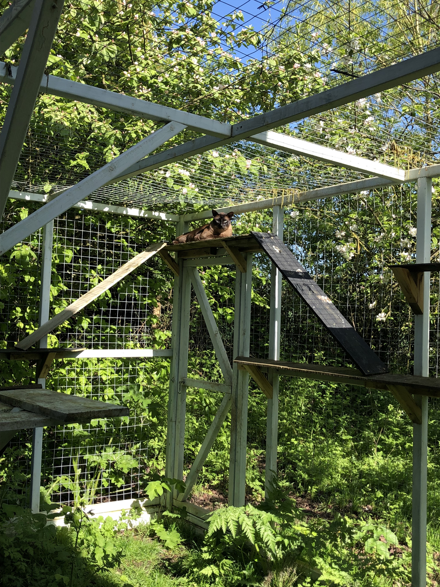 A cat outdoors in a catio. © ahloch/Getty