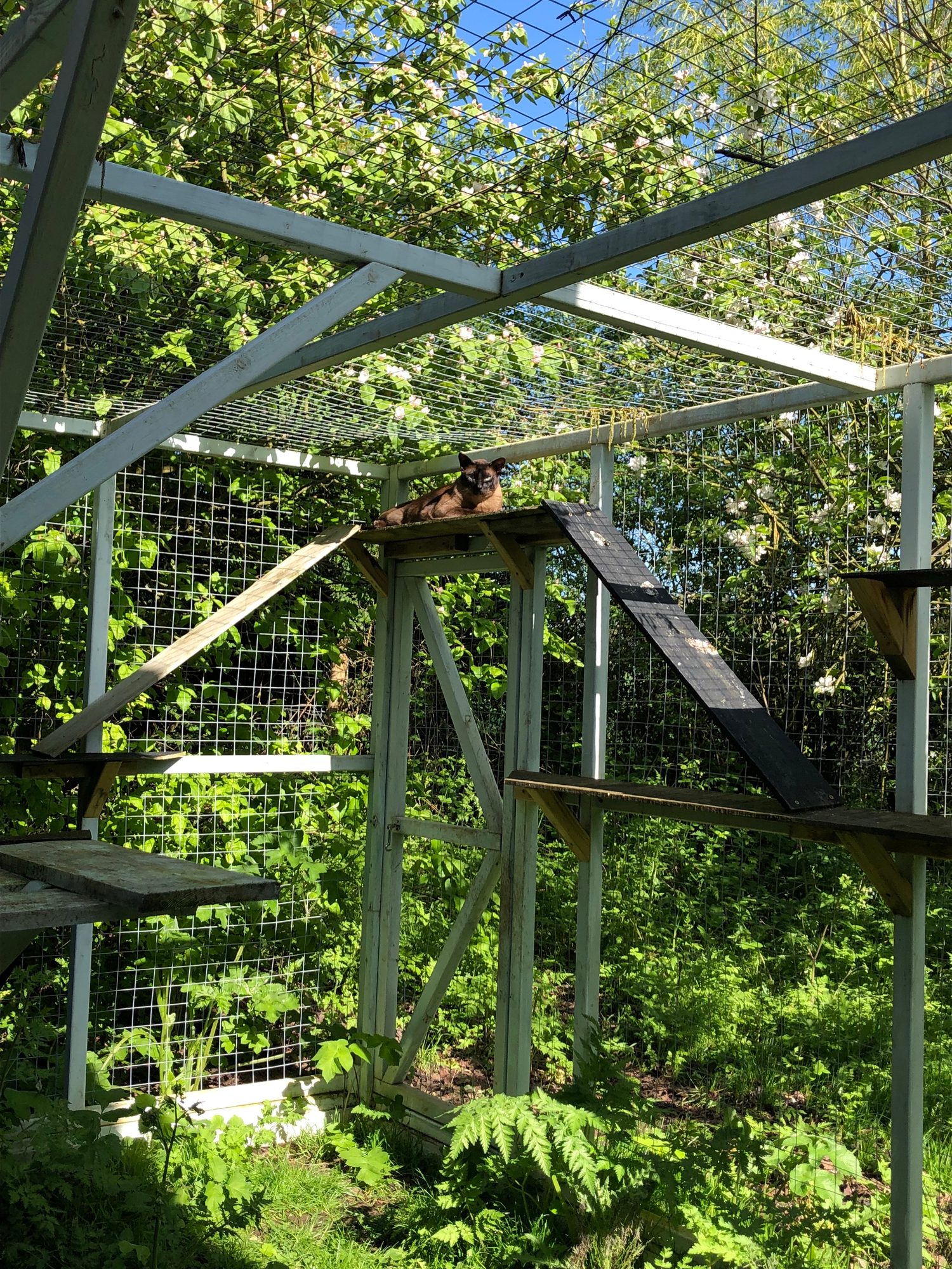 A cat outdoors in a catio. © ahloch/Getty A cat outdoors in a catio. © ahloch/Getty