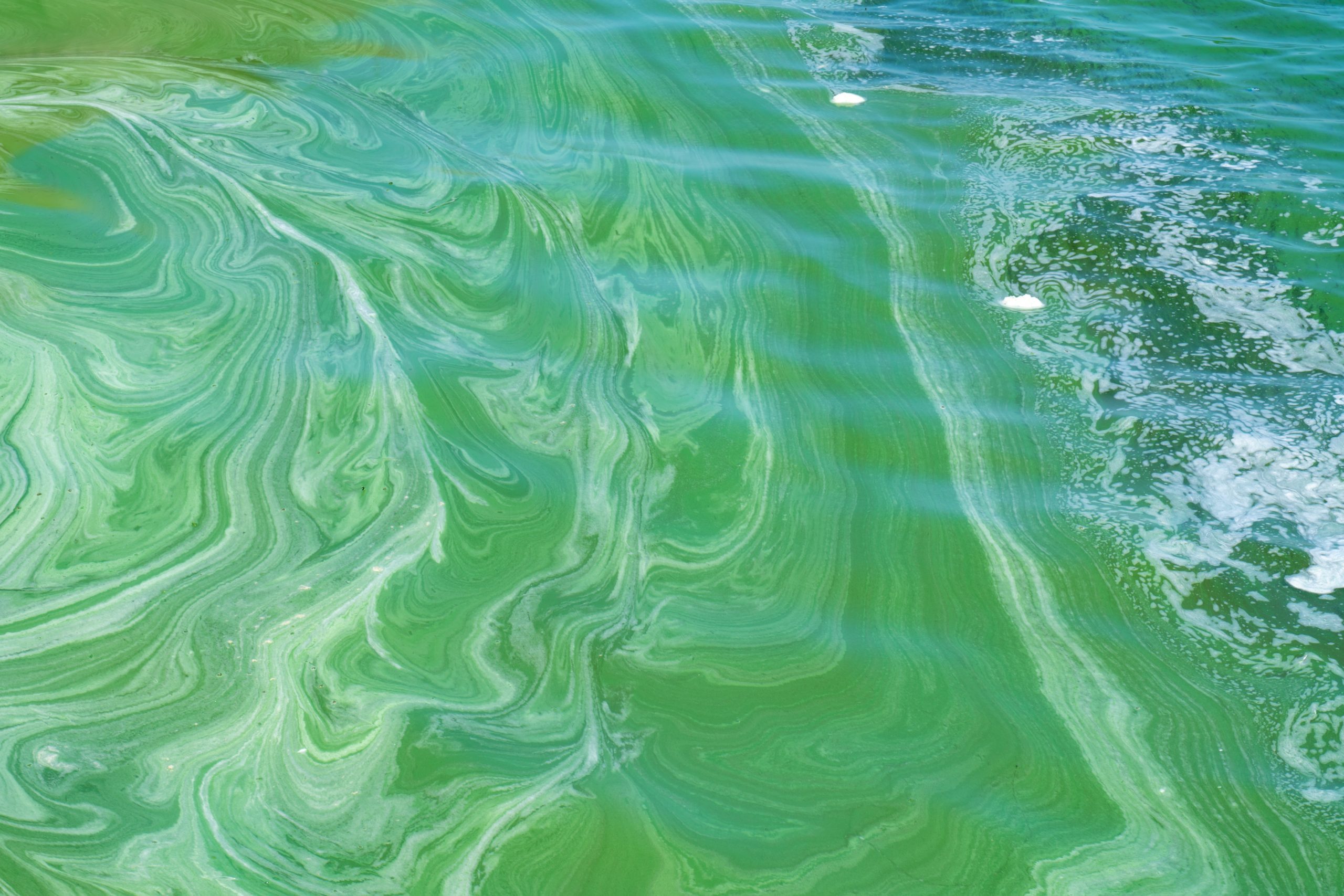 Blooming blue-green algae Credit: 3sbworld
iStock via Getty