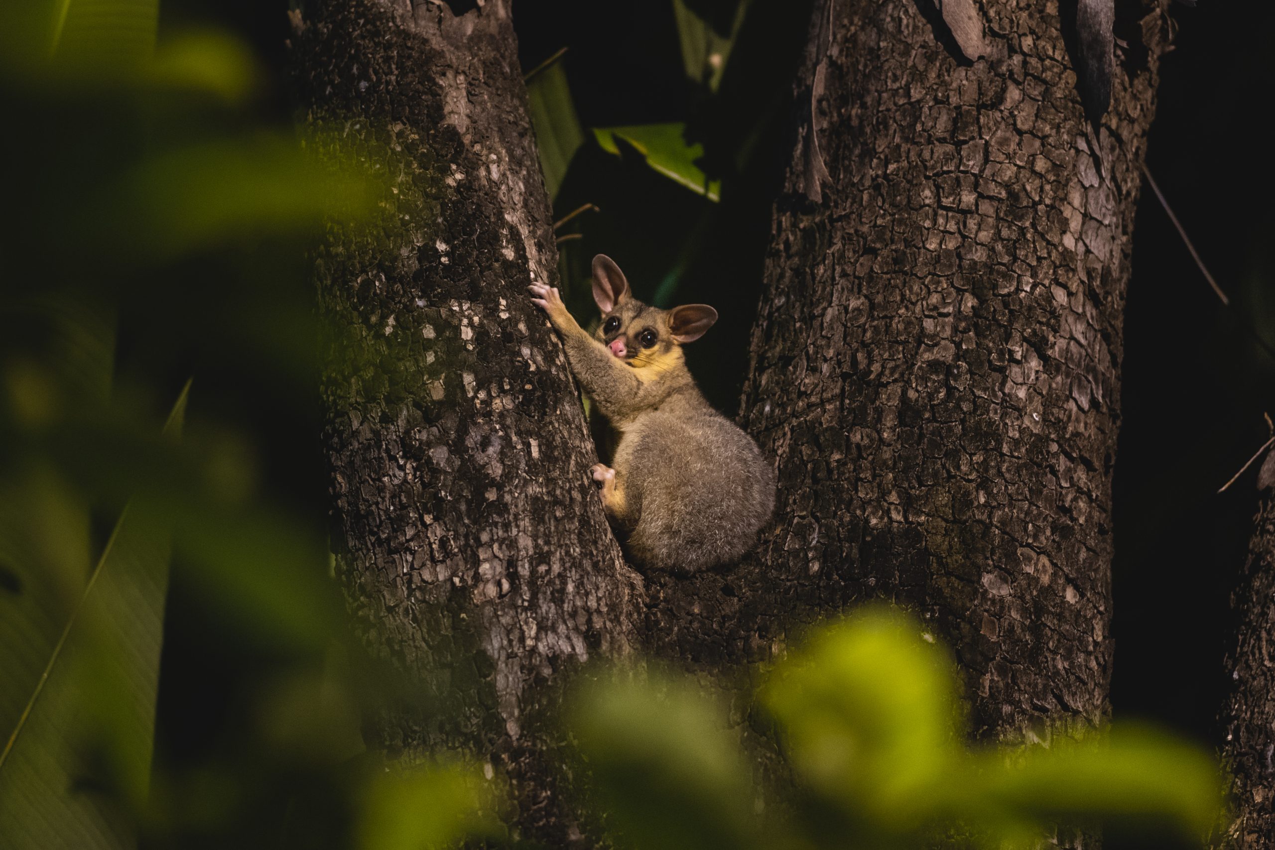 A common brushtail possum in the fork of a tree