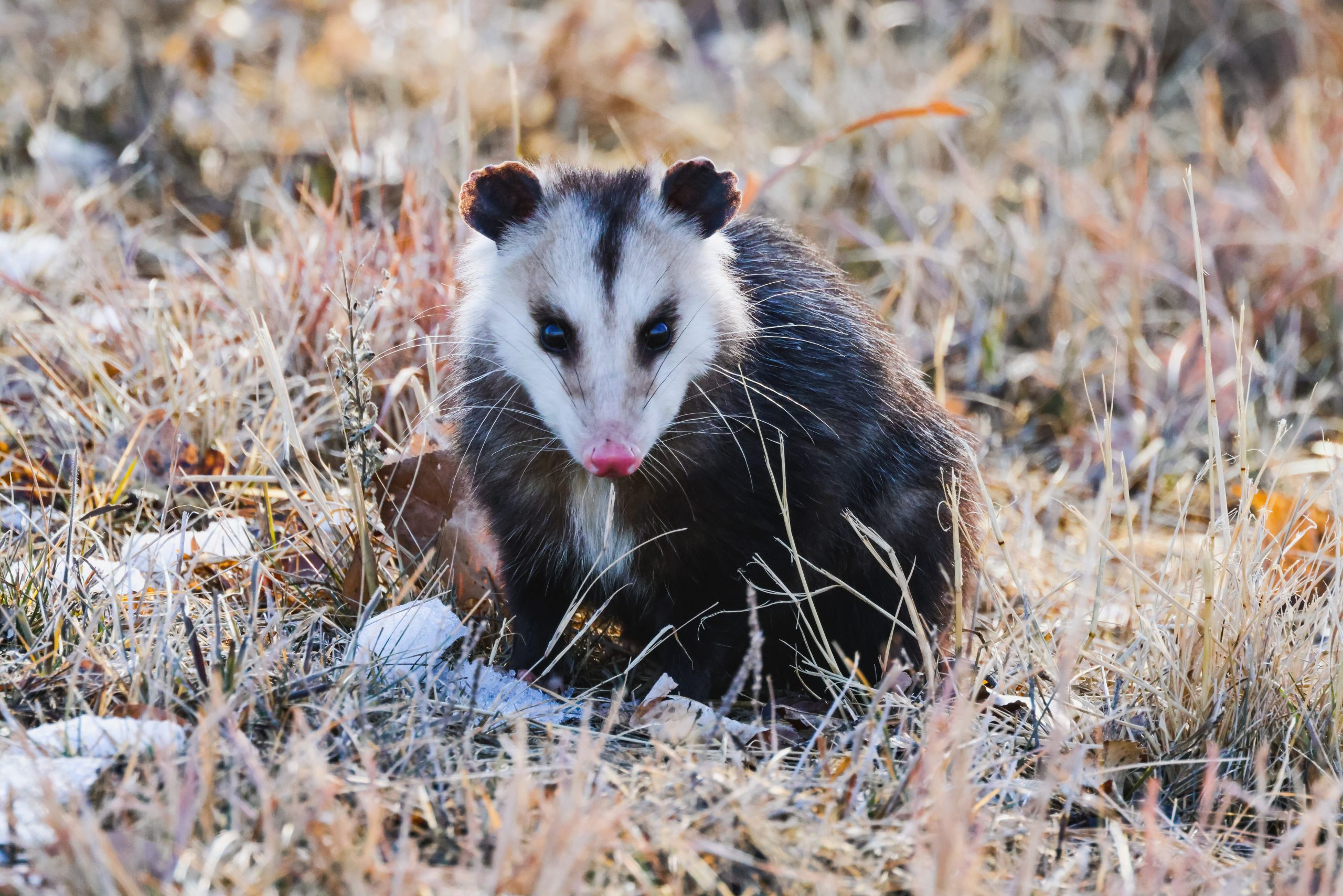 Close-up of common opossum.