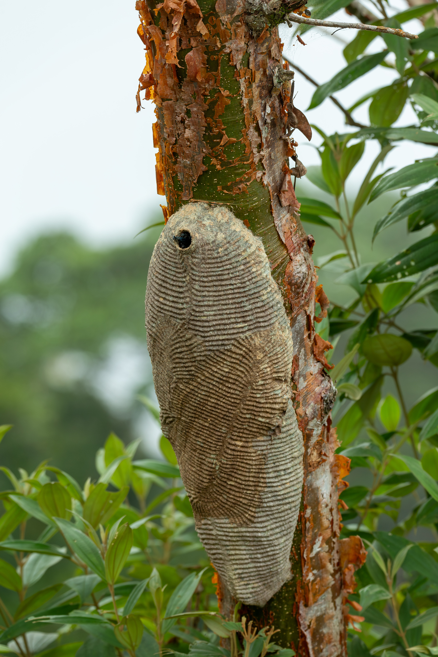 Warrior Wasp nest