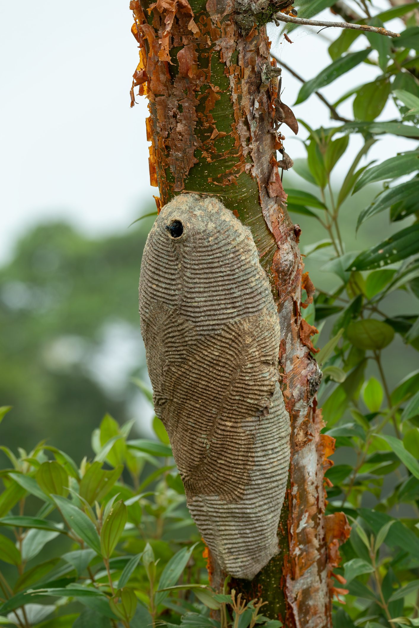 Warrior Wasp nest