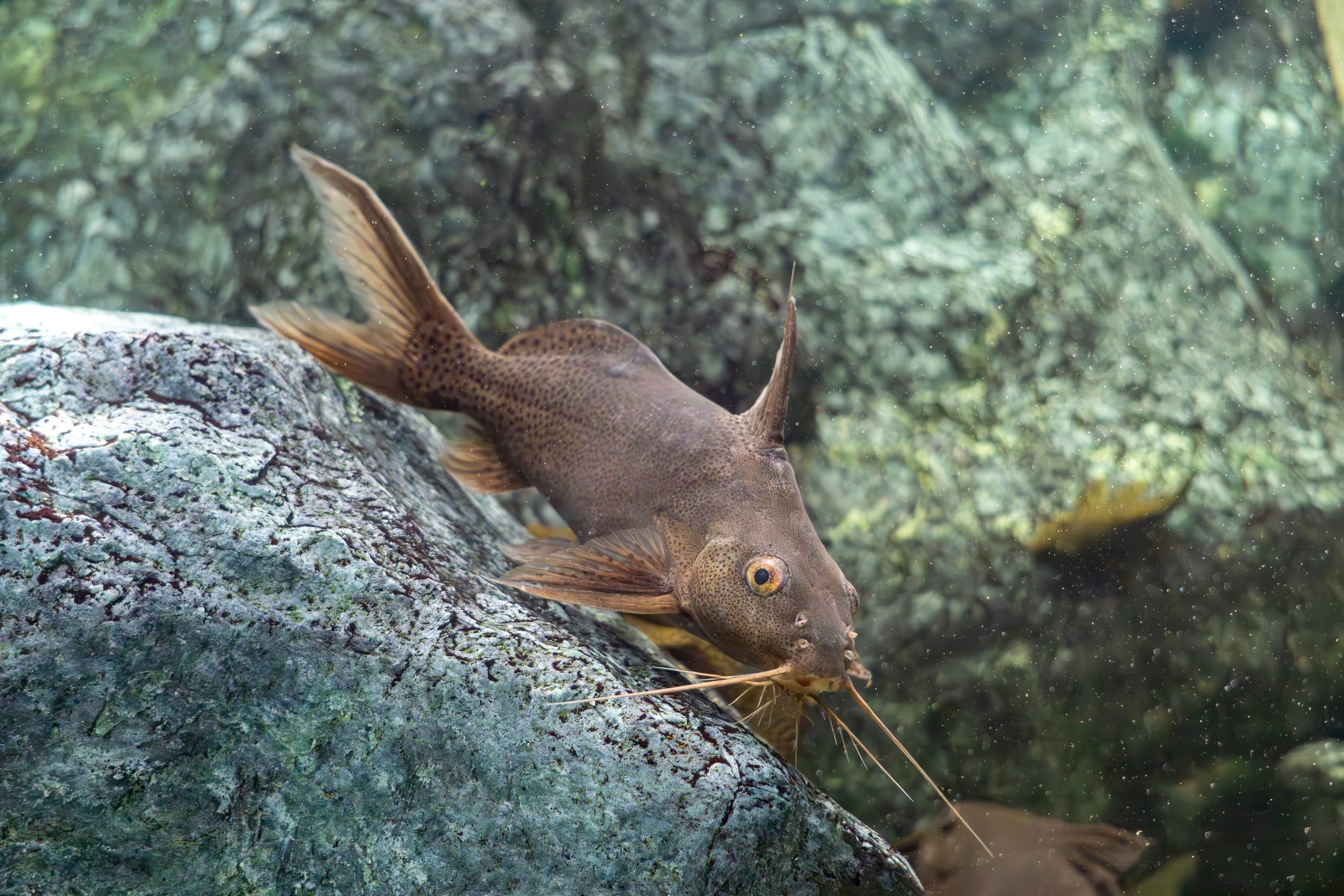 Synodontis schall, the Wahrindi, a species of upside-down catfish.