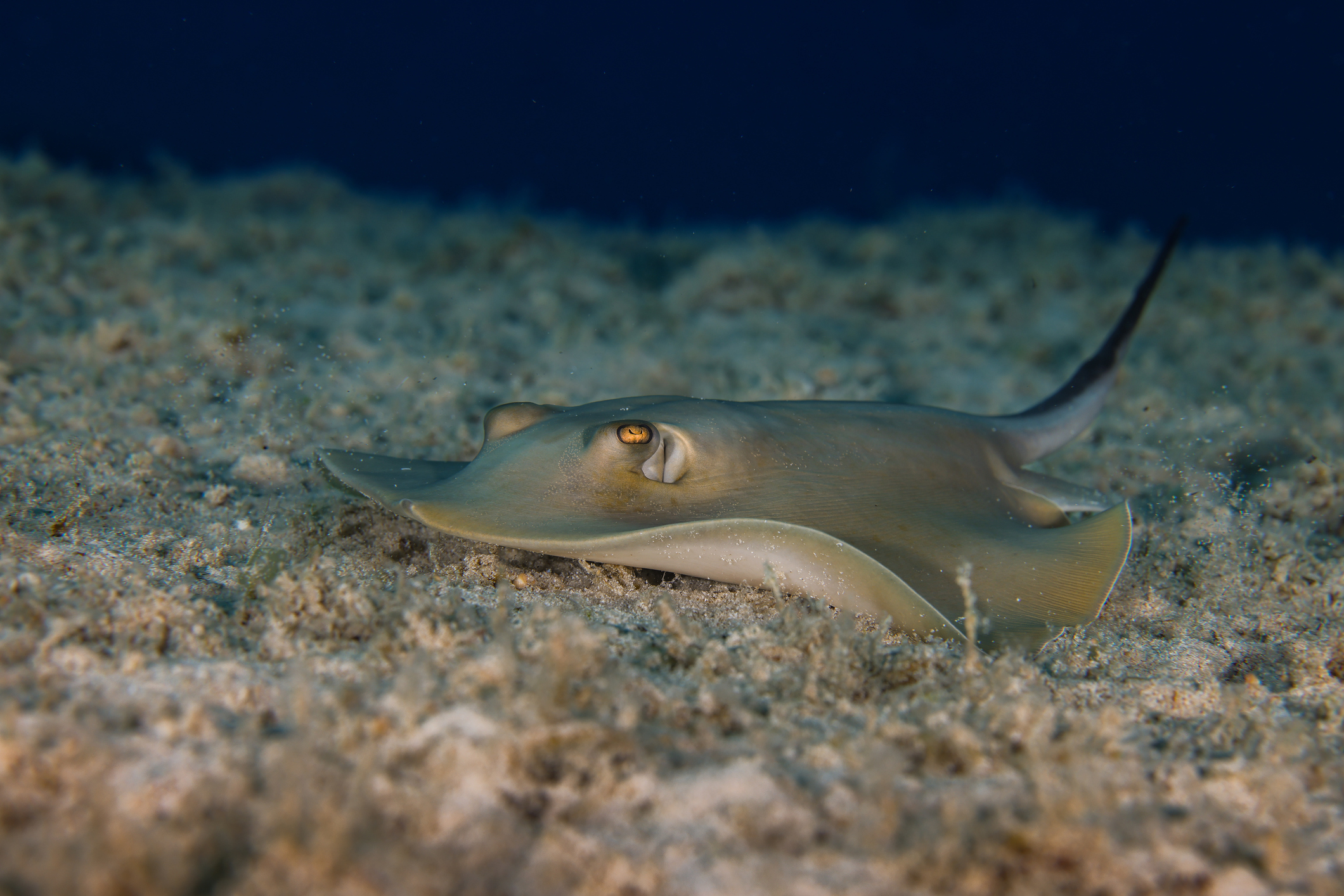 stingray
