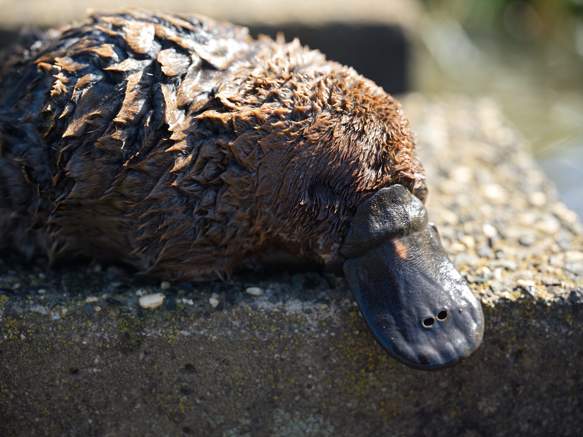 platypus 