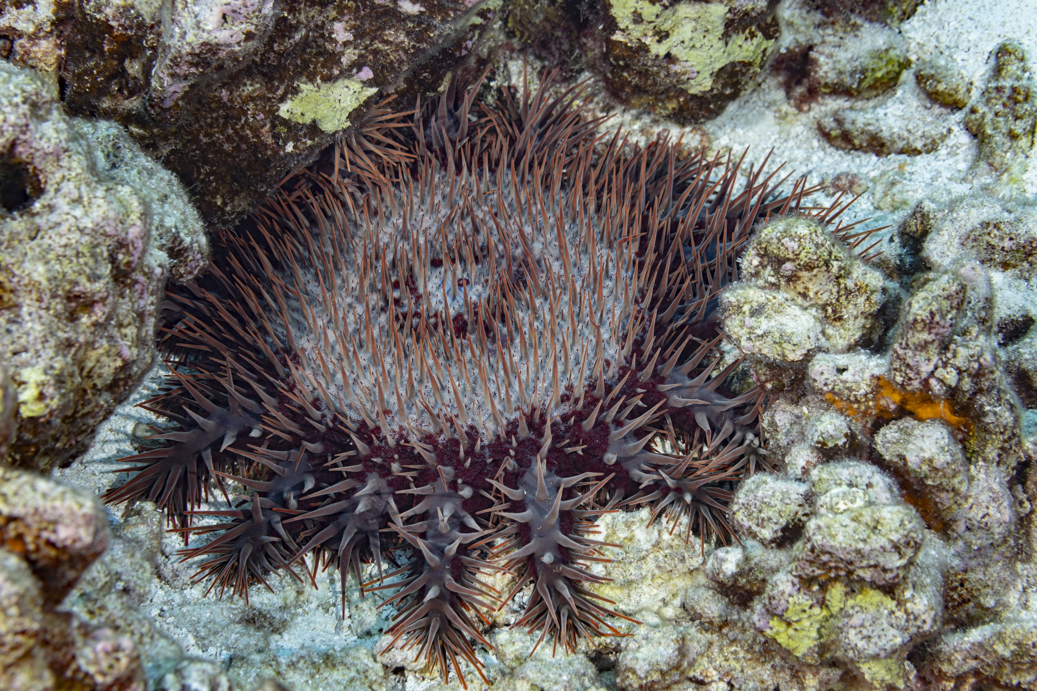 Crown-of-thorns starfish&nbsp;