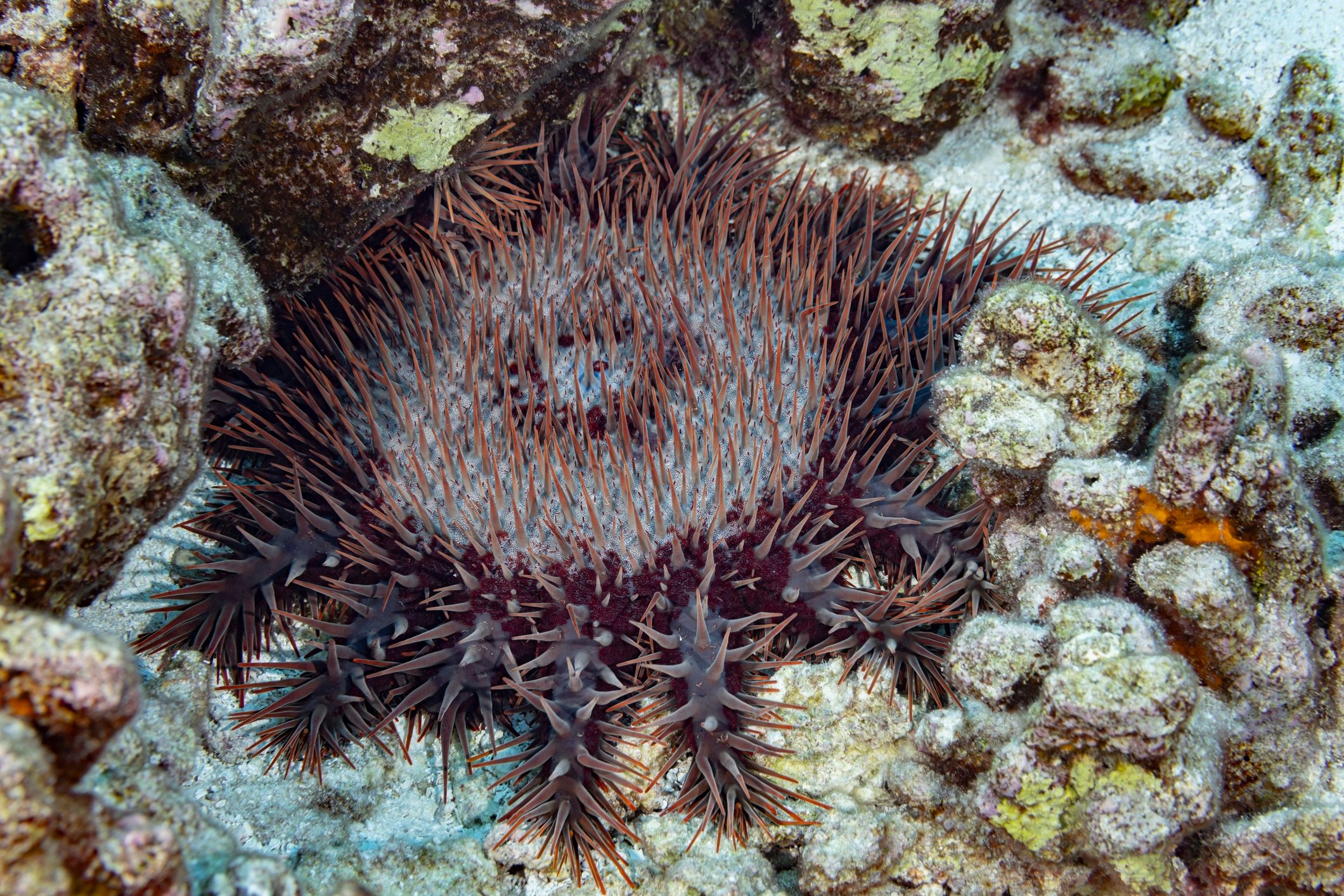 Crown-of-thorns starfish&nbsp;