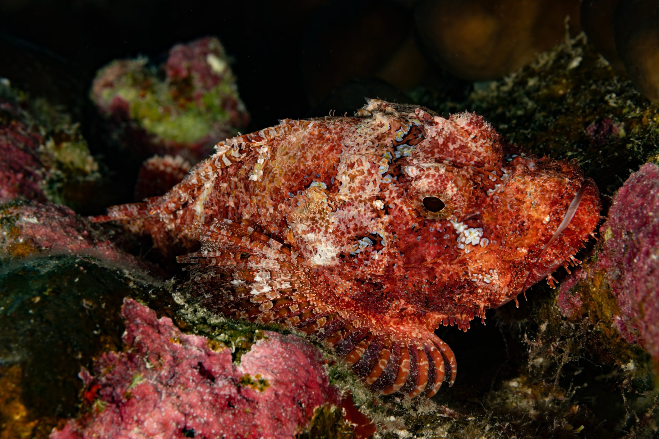 scorpionfish
