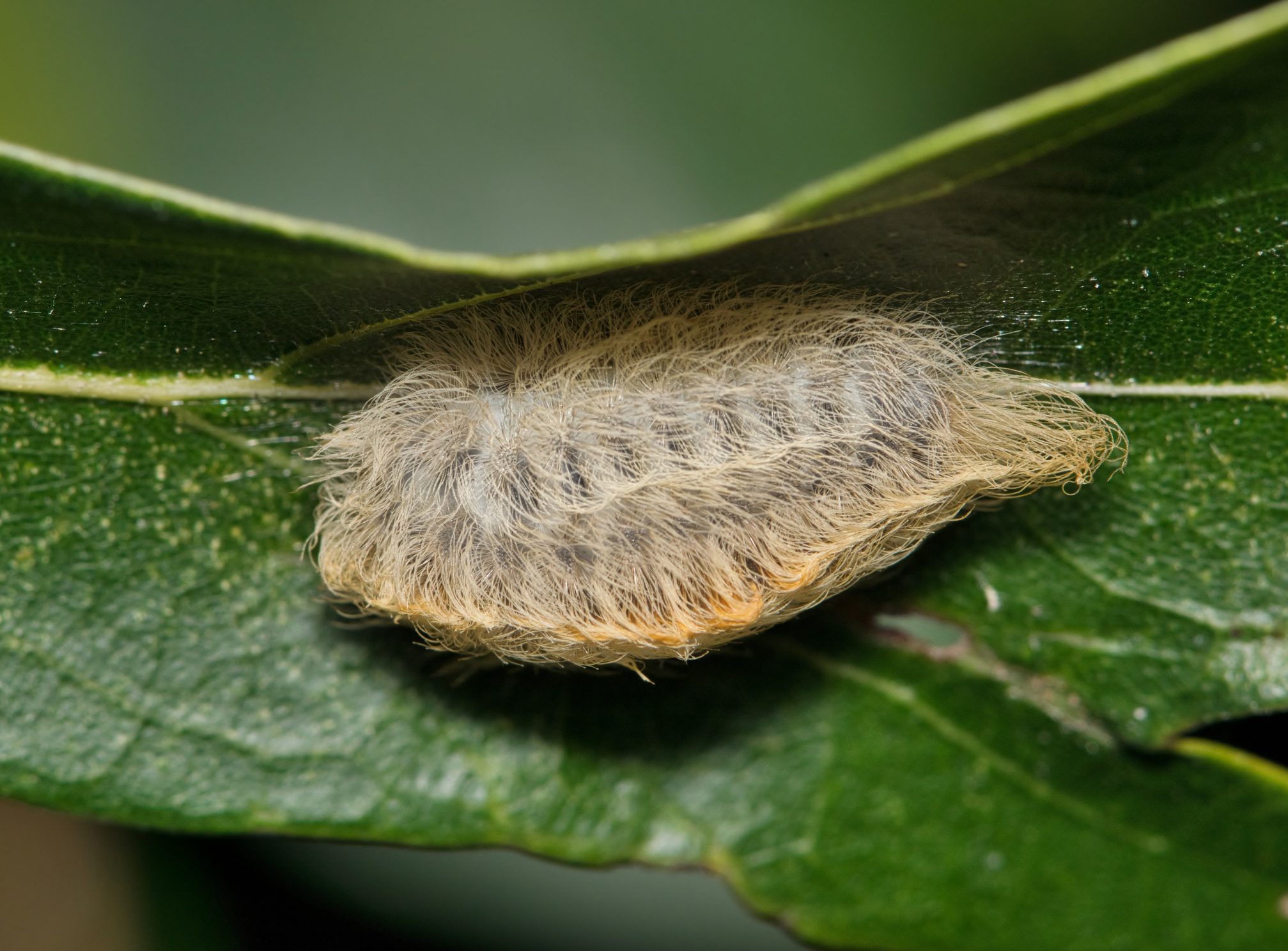 Southern Flannel Moth caterpillar 