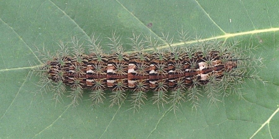 Lonomia-obliqua