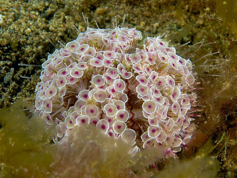 flower sea urchin