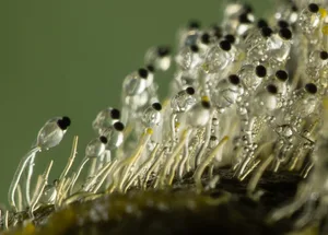 Pilobolu crystallinus Pilobolu crystallinus