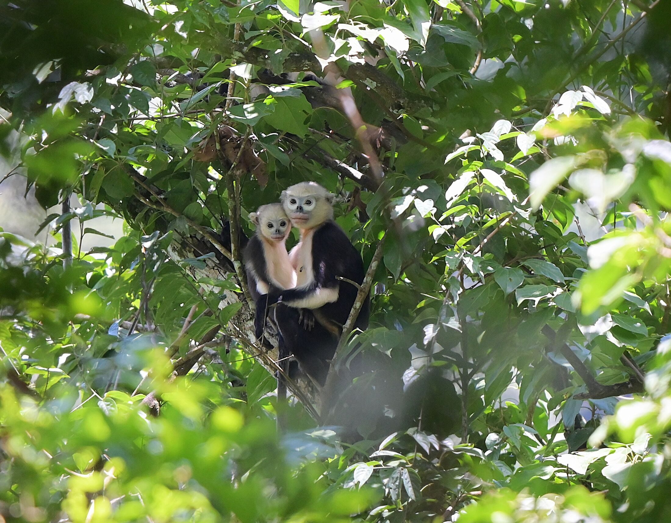 Tonkin snub nose monkey mother and baby
