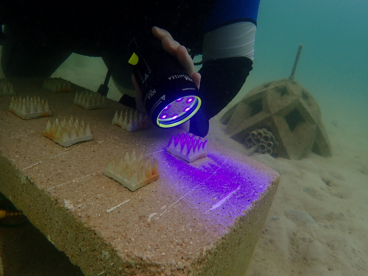 Researcher Natalie Levy uses a UV flashlight to inspect microhabitat structures for signs of coral larvae settlement.