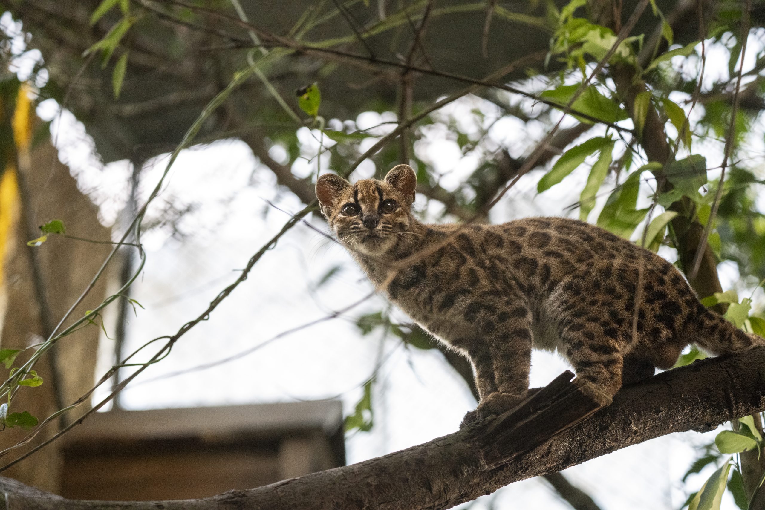 An individual of Leopardus tilcayo resides at Senda Verde Animal Refuge in Bolivia’s Yungas region.