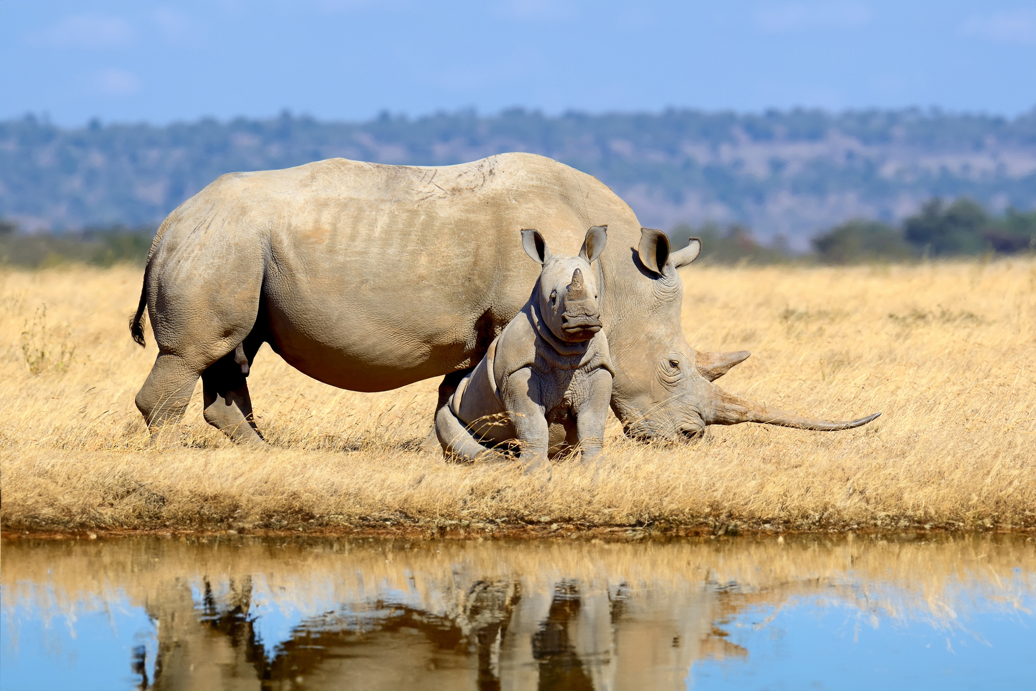 white rhinos