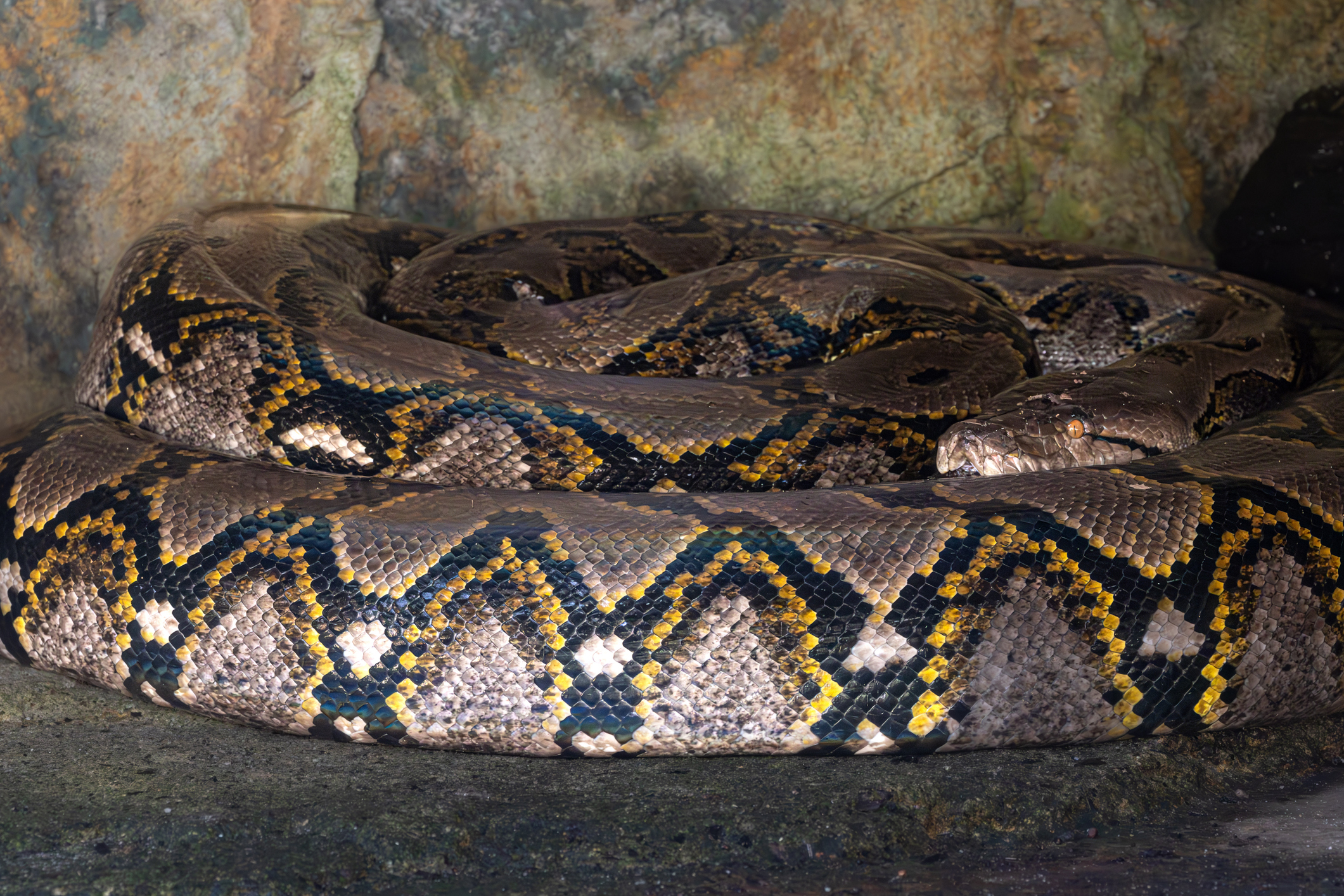 Reticulated python