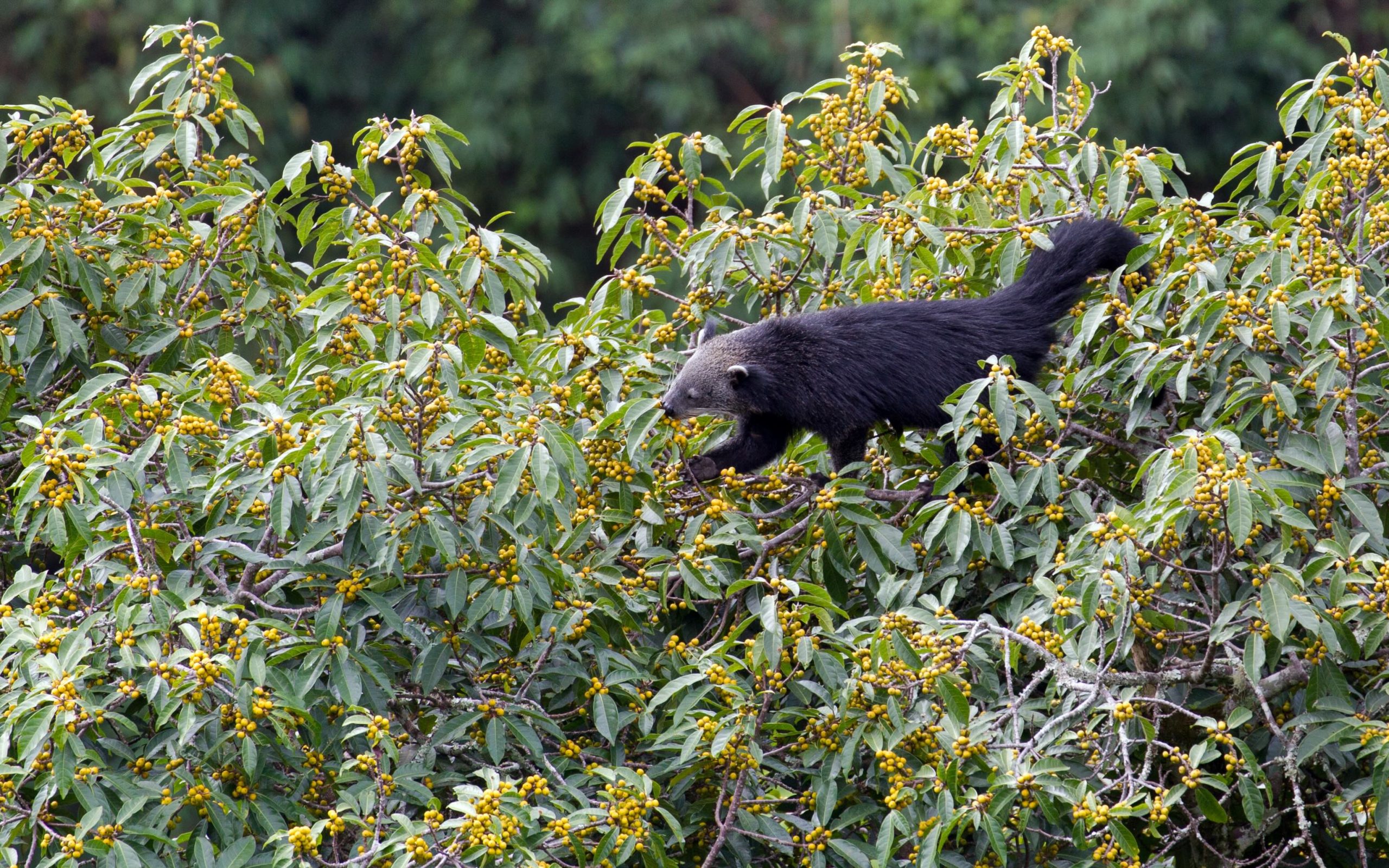 Binturong