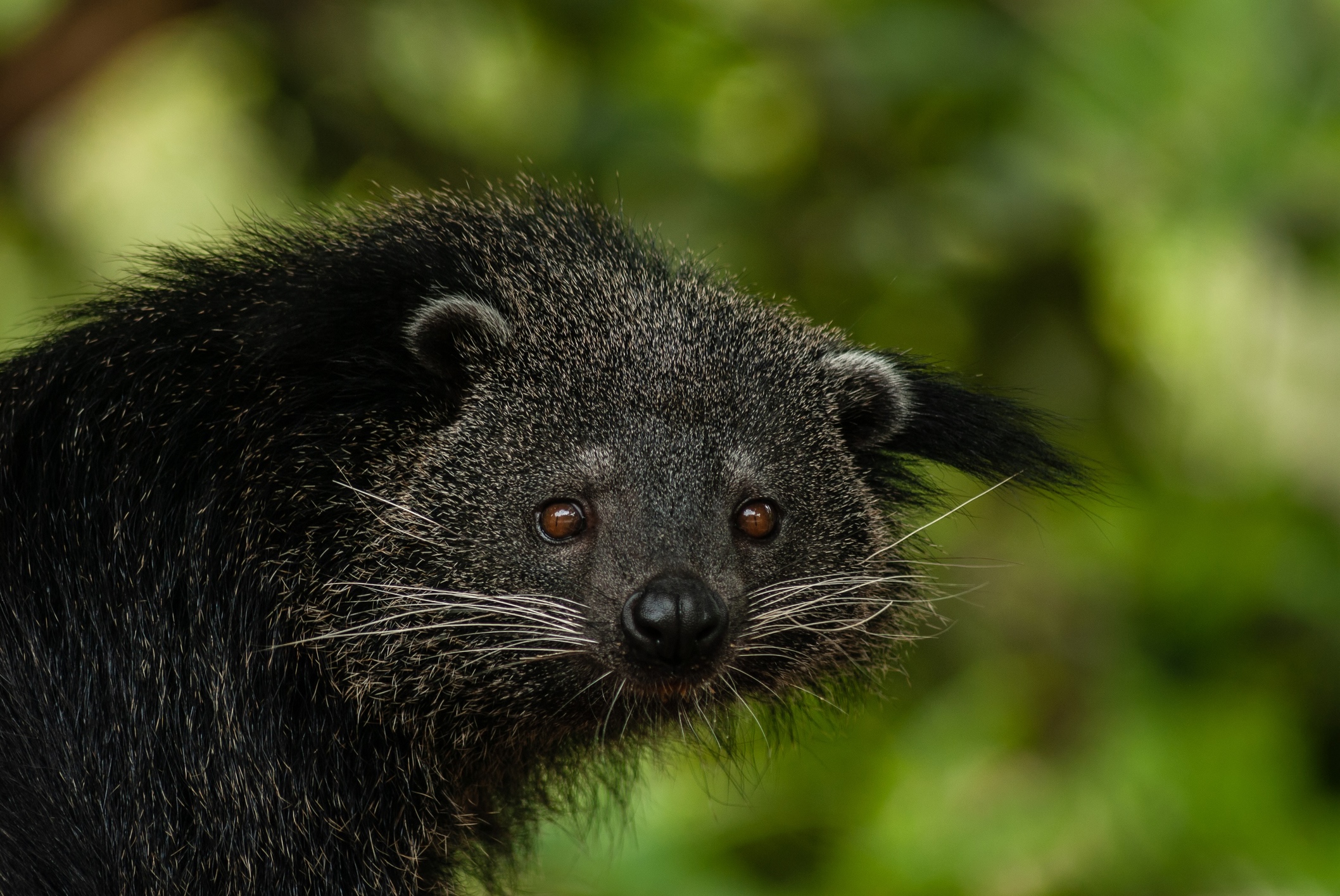 Binturong