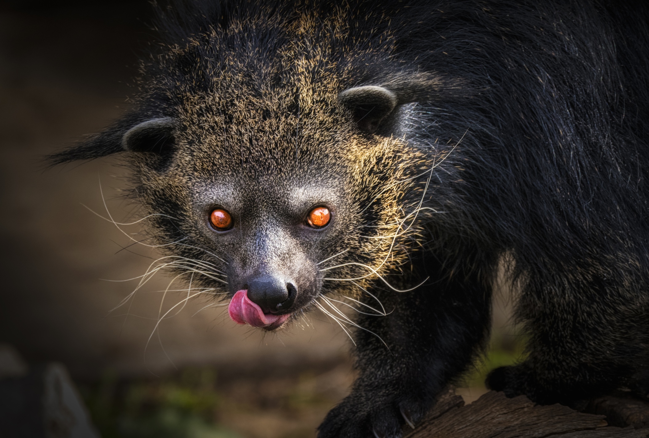 Binturong