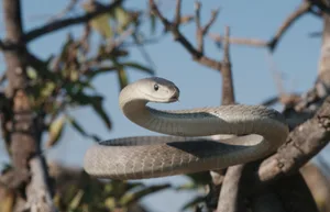 Black-mamba_Rod-Patterson_Getty-Limpopo-Province-SA_623-ef3f53f