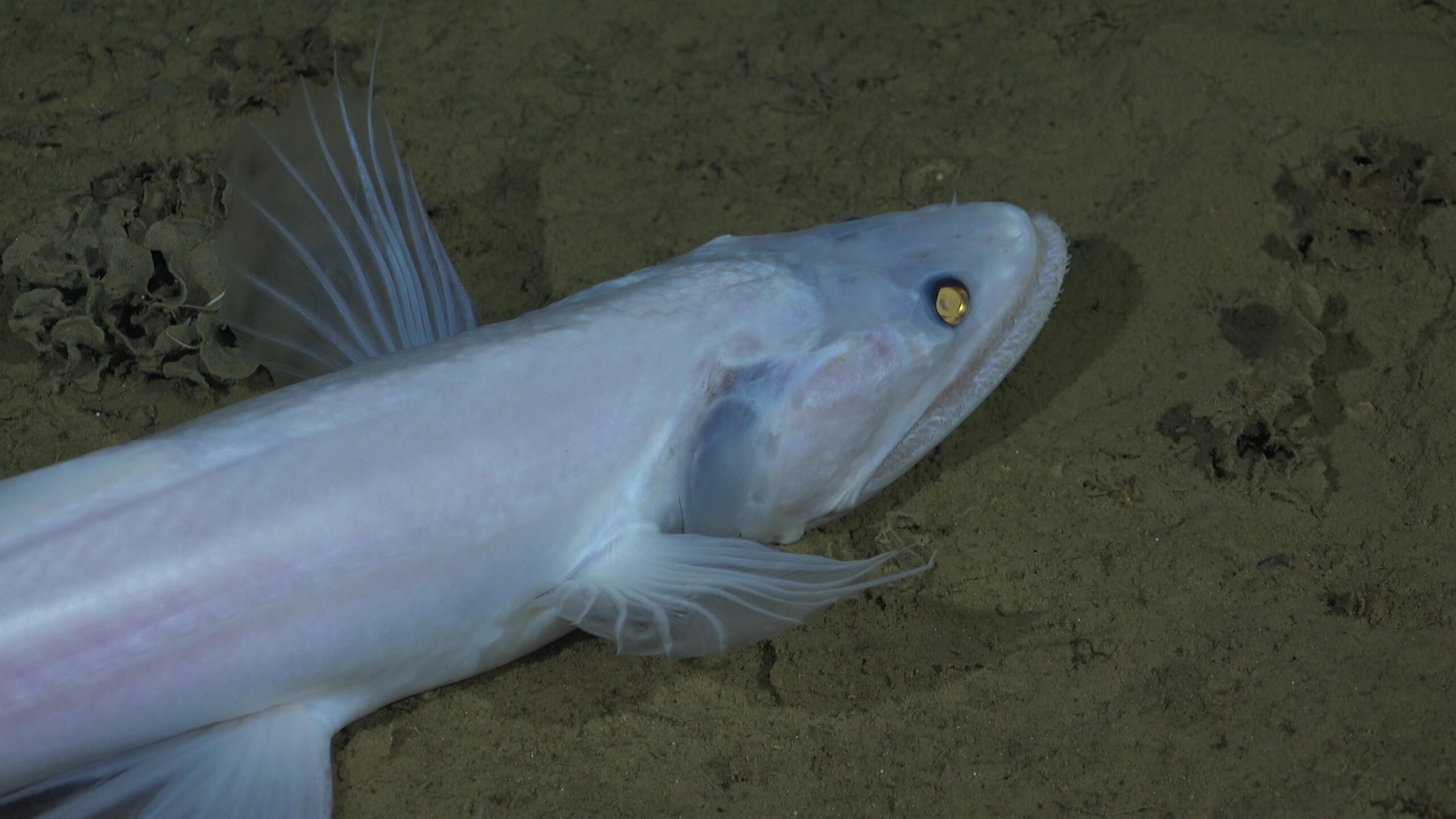 A deep-sea lizardfish (family Bathysaurus)