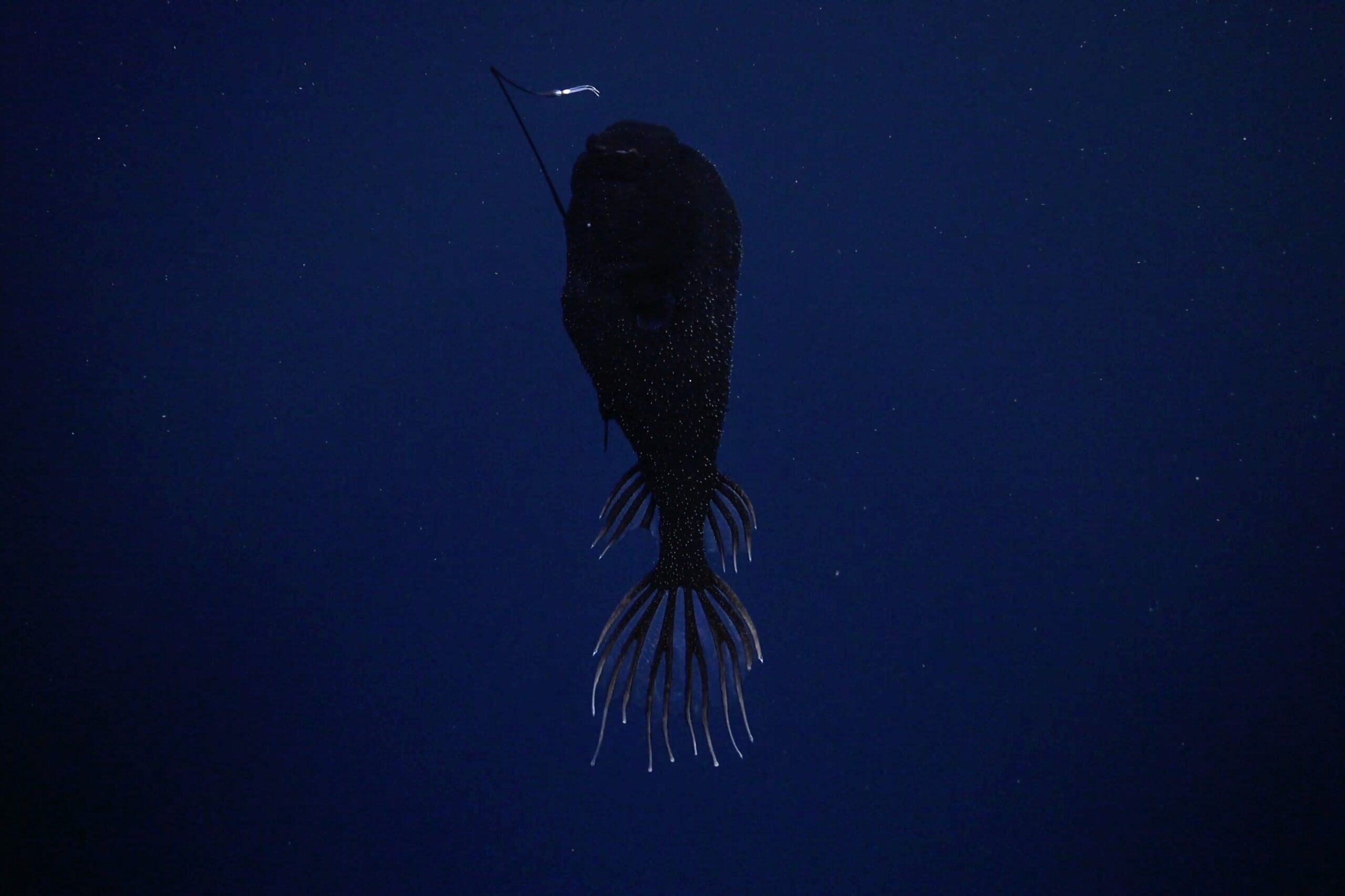 A deep-sea anglerfish