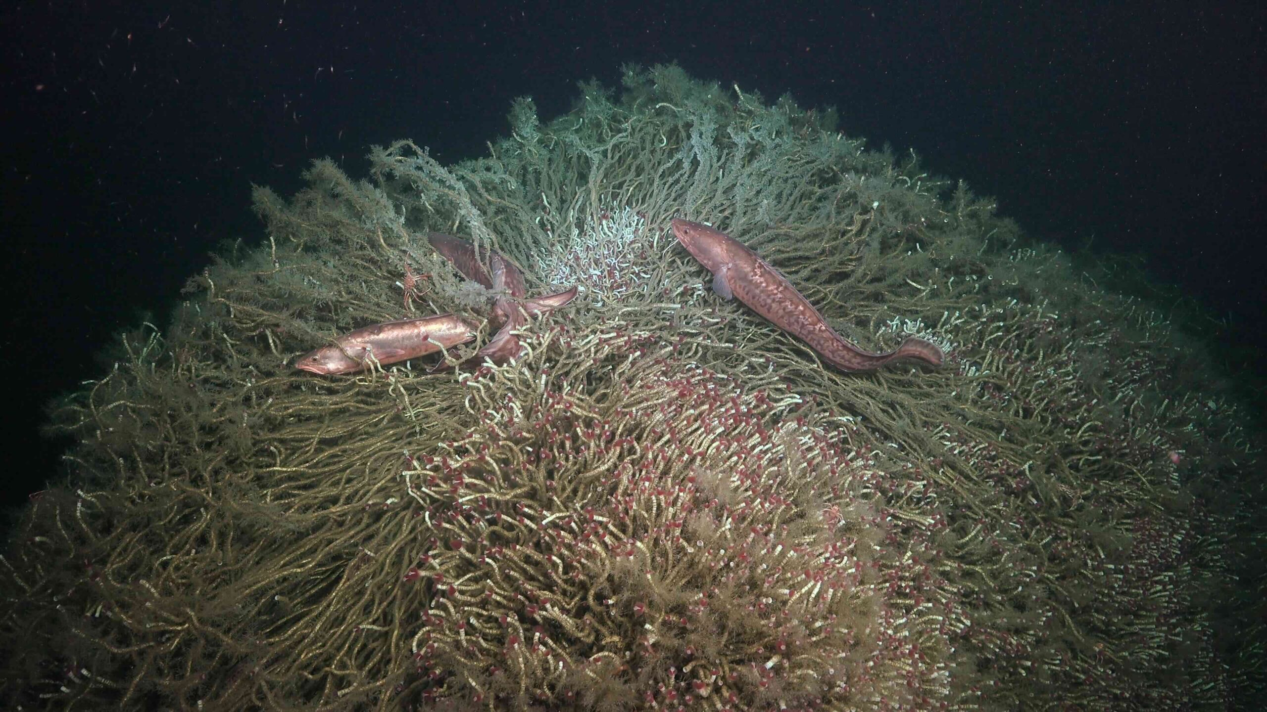 Cusk-eels swim around a tubeworm mound