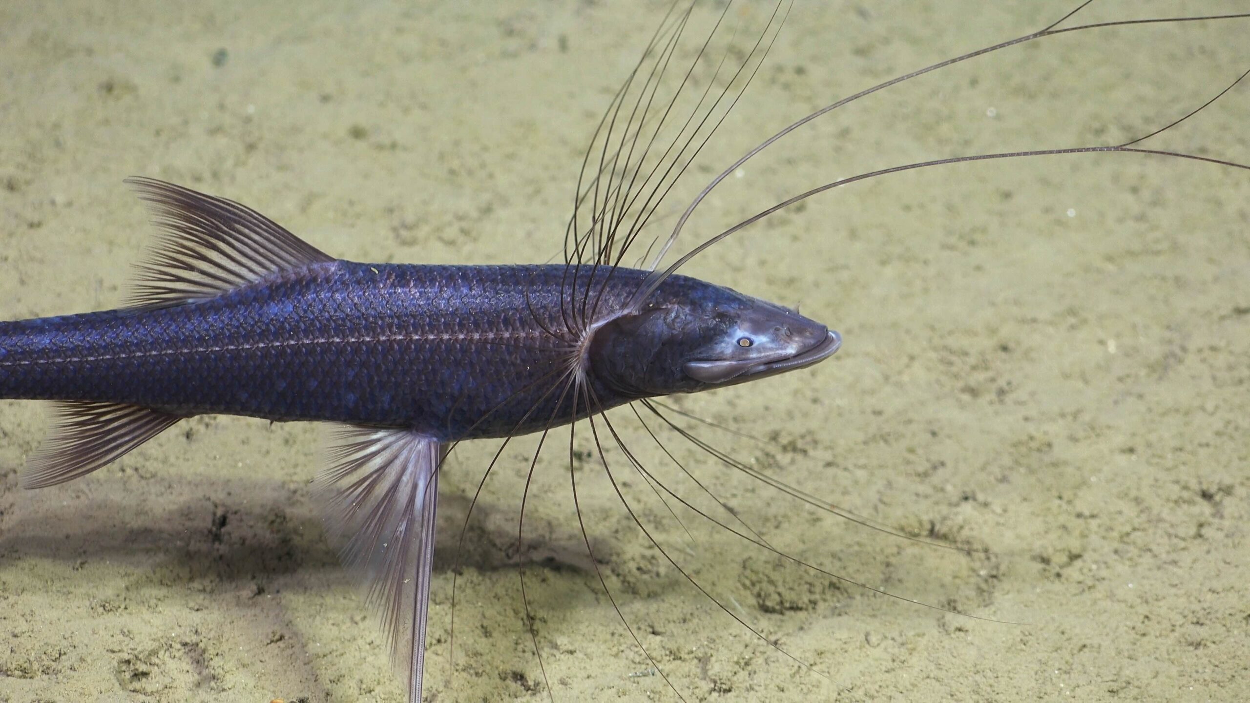 A tripod fish rests on the seafloor