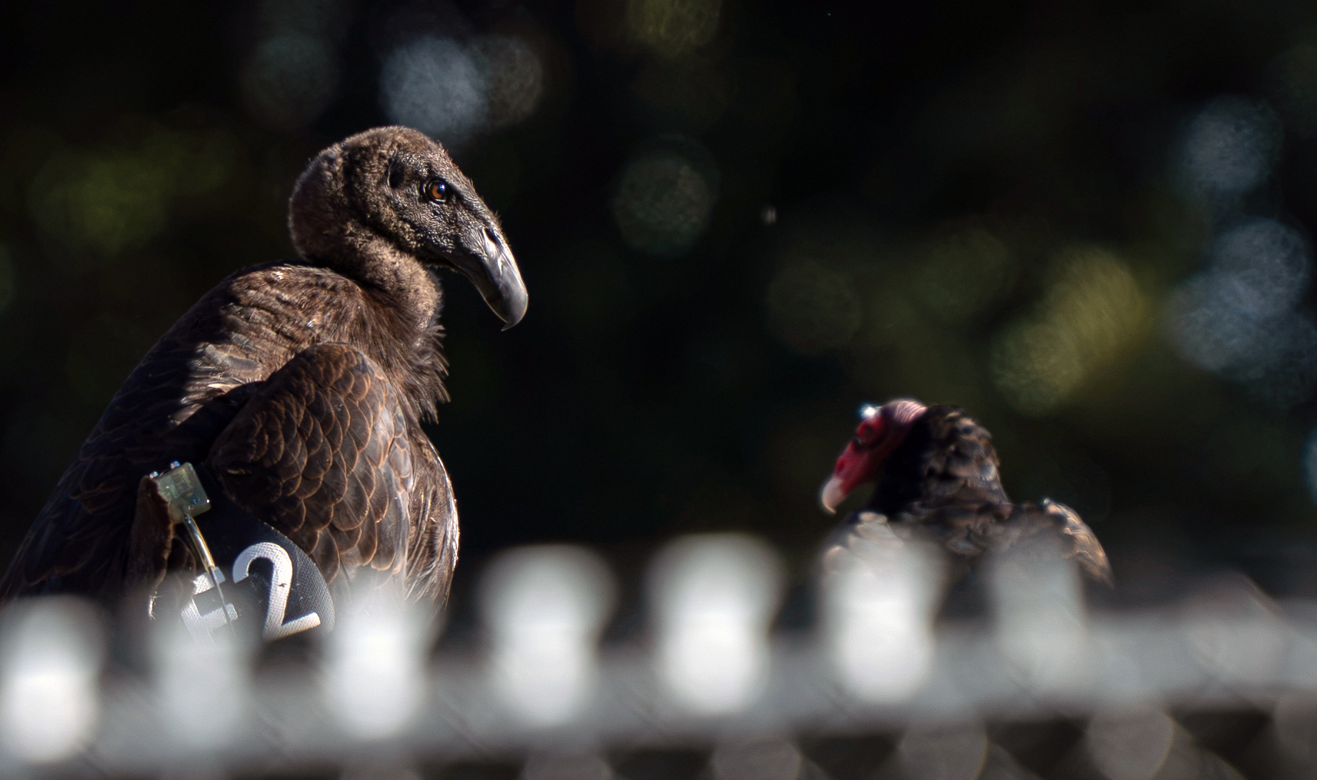 California condor release