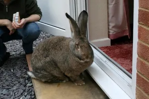 Domestic-rabbit_Richard-Southon_623-2c3d99c