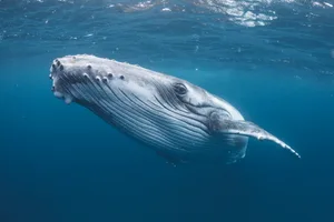 what happens to dead whales what happens to dead whales