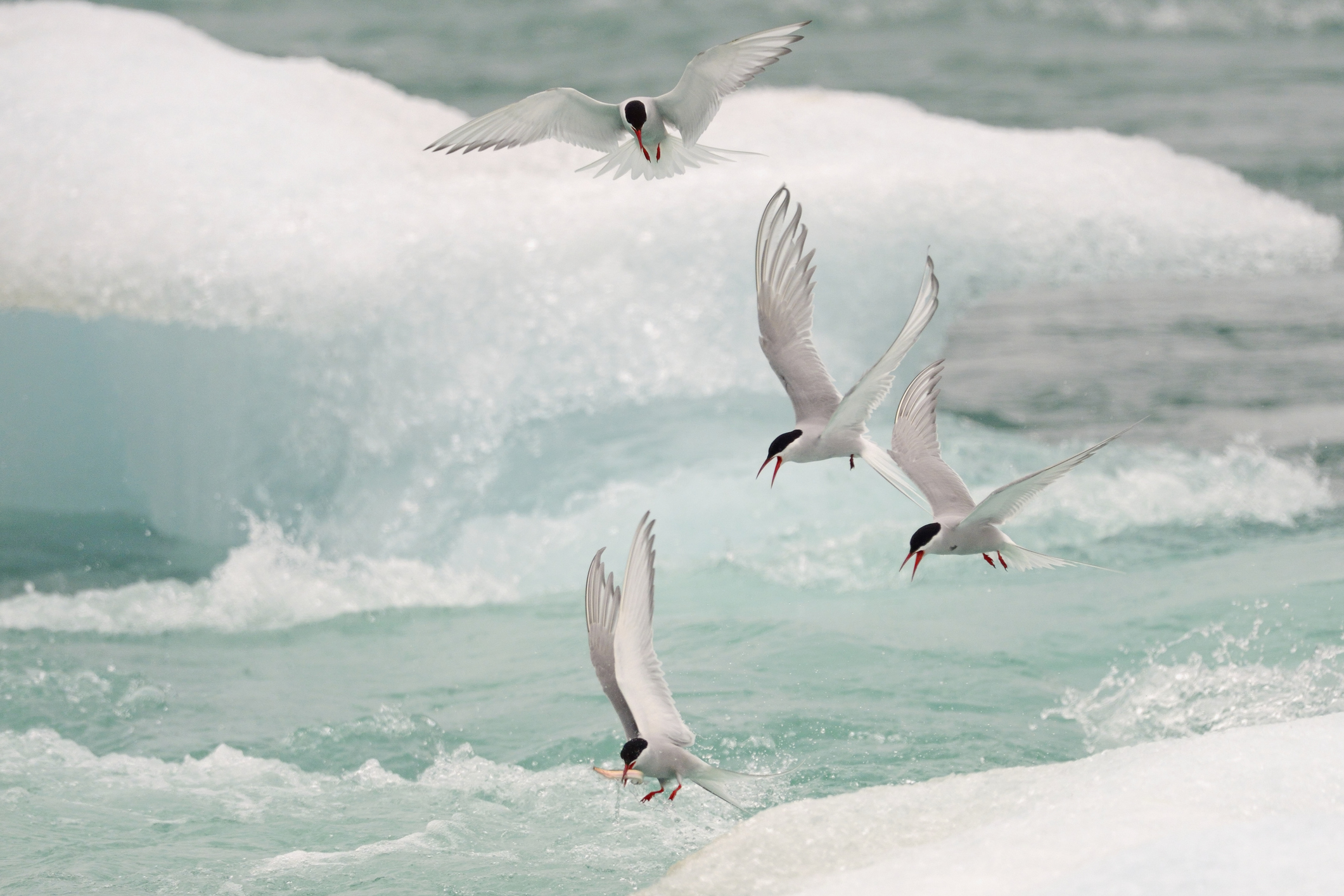 Arctic tern
