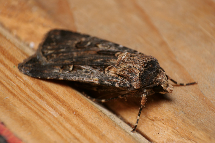 Australian bogong moth