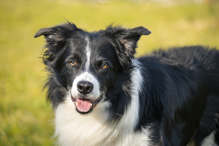 Border collie sheepdog