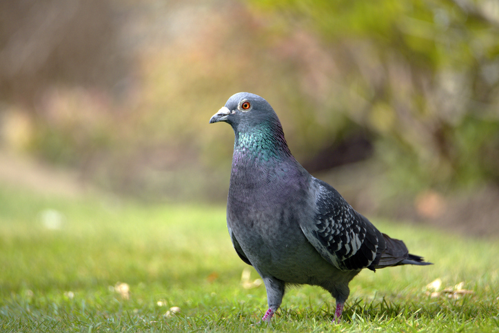 Feral pigeon