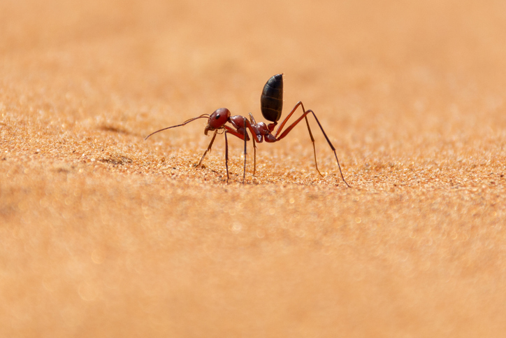 Sahara Desert Ant