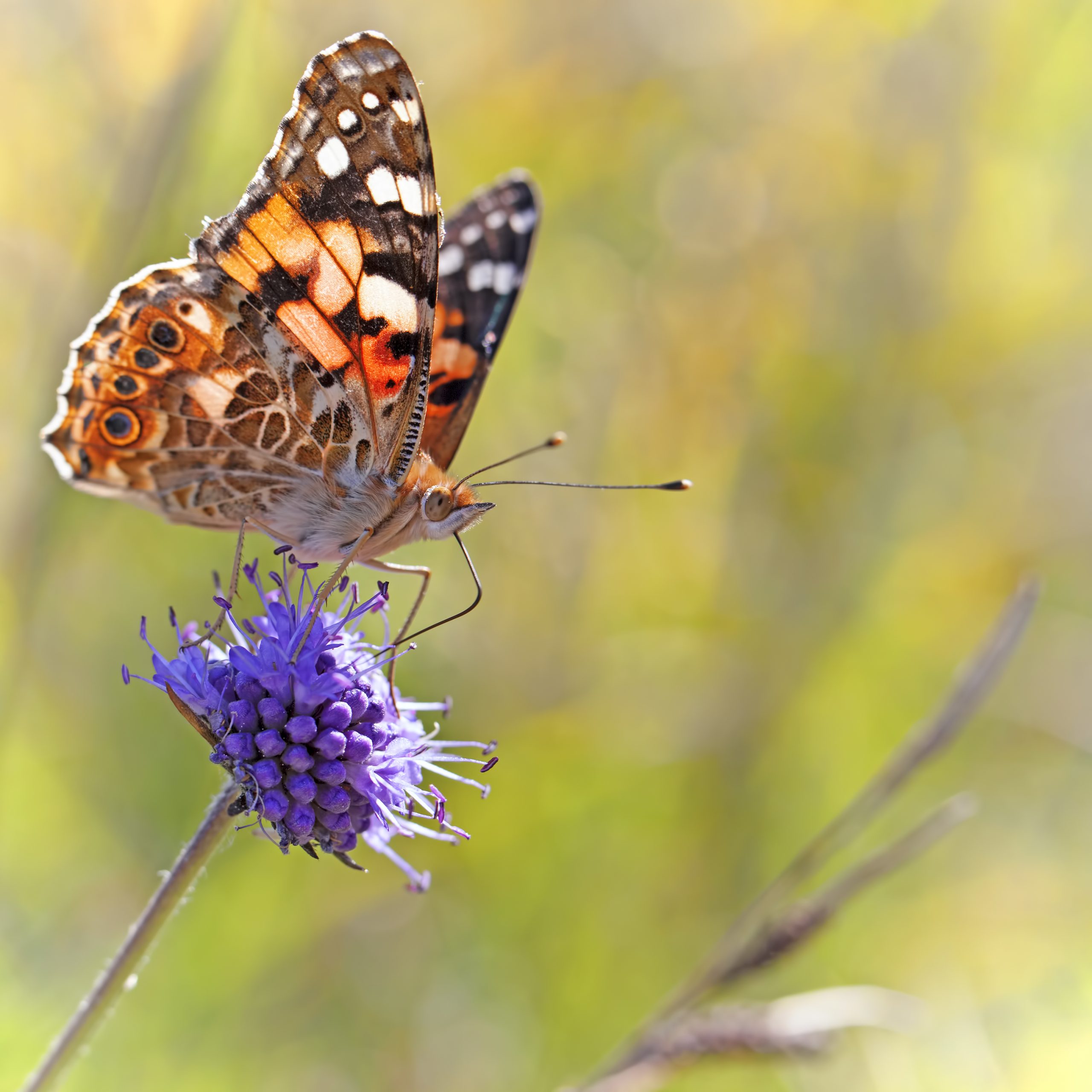 Painted lady butterfly. Getty