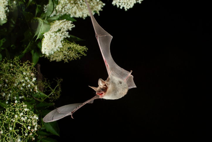 Greater mouse eared bat