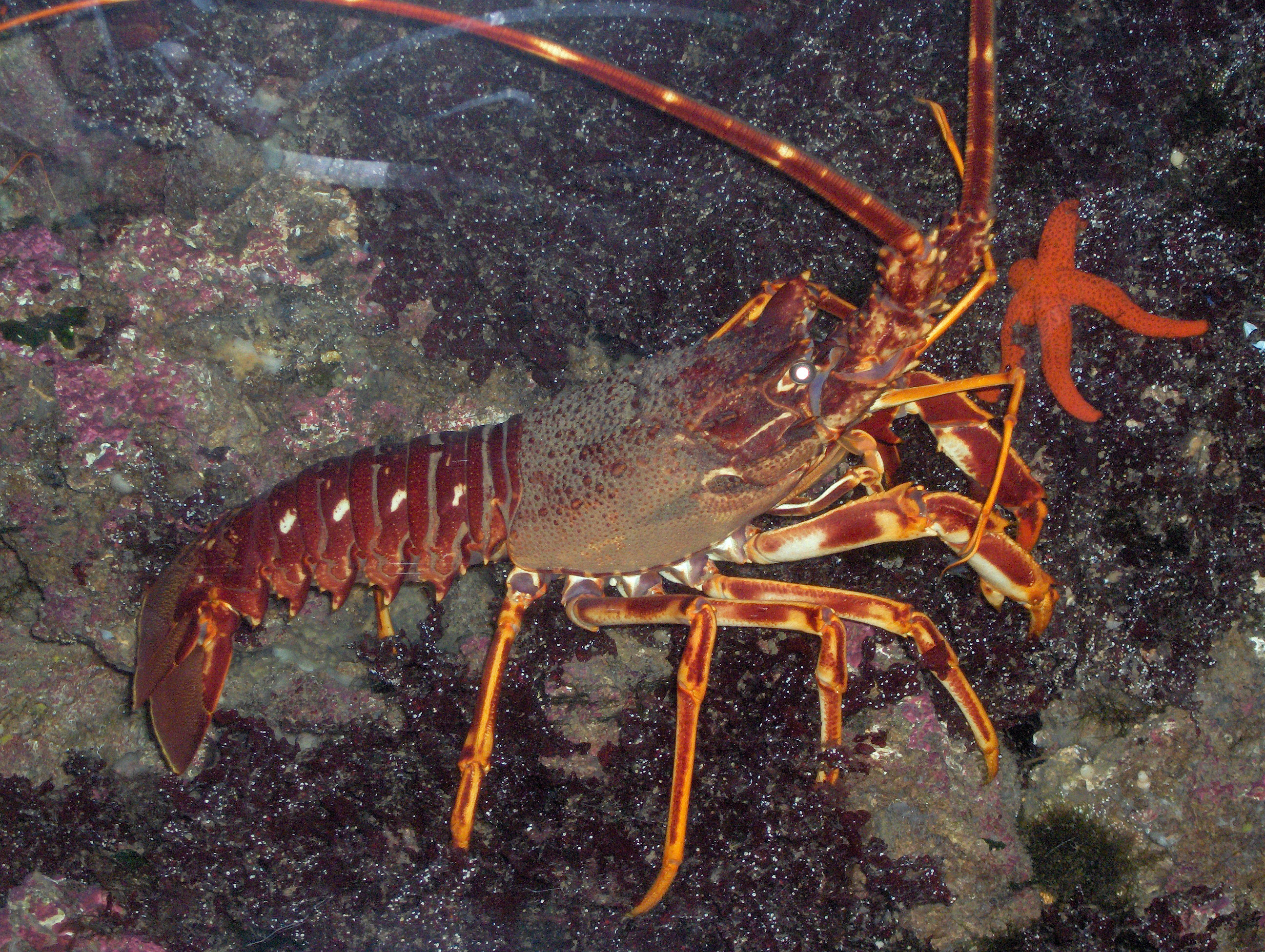 spiny lobsters