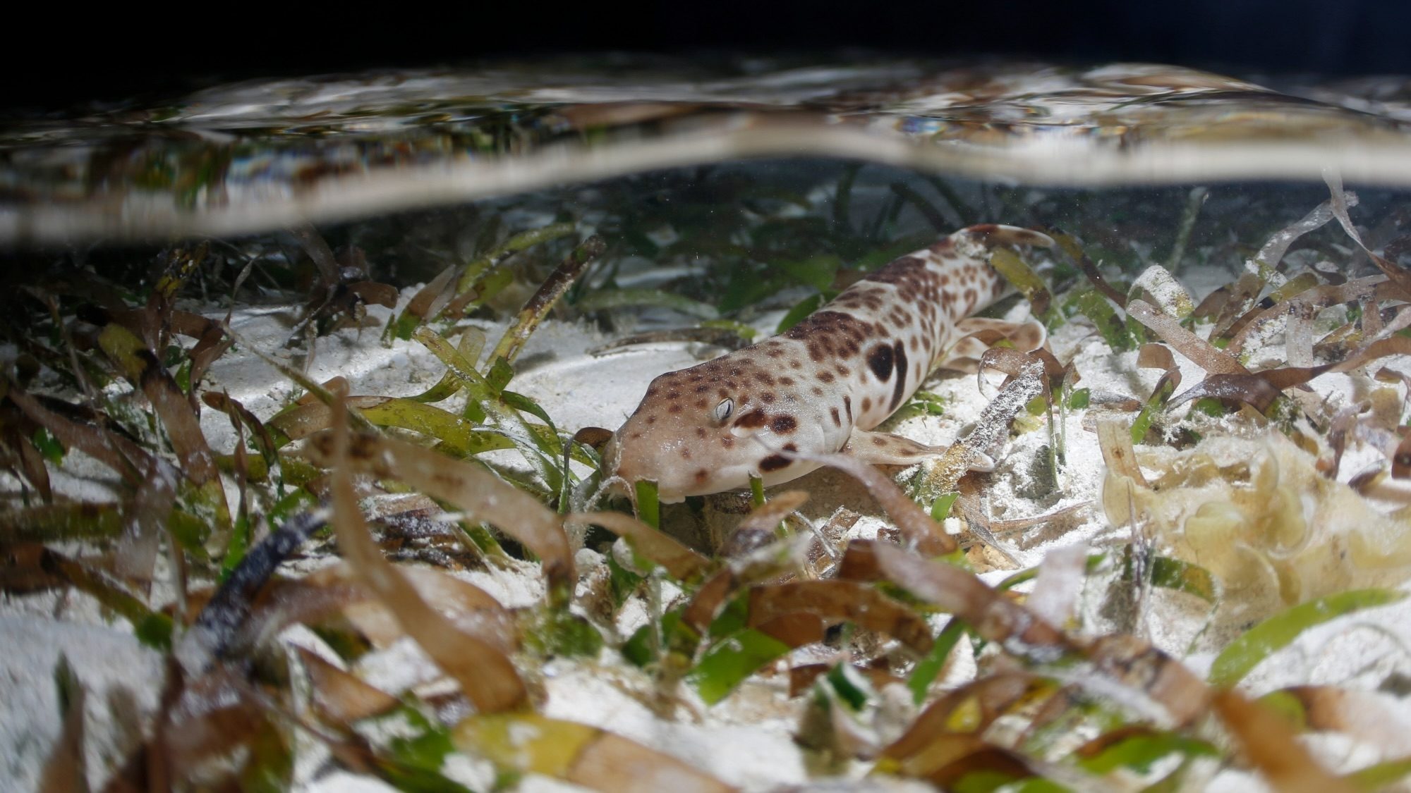 Epaulette shark