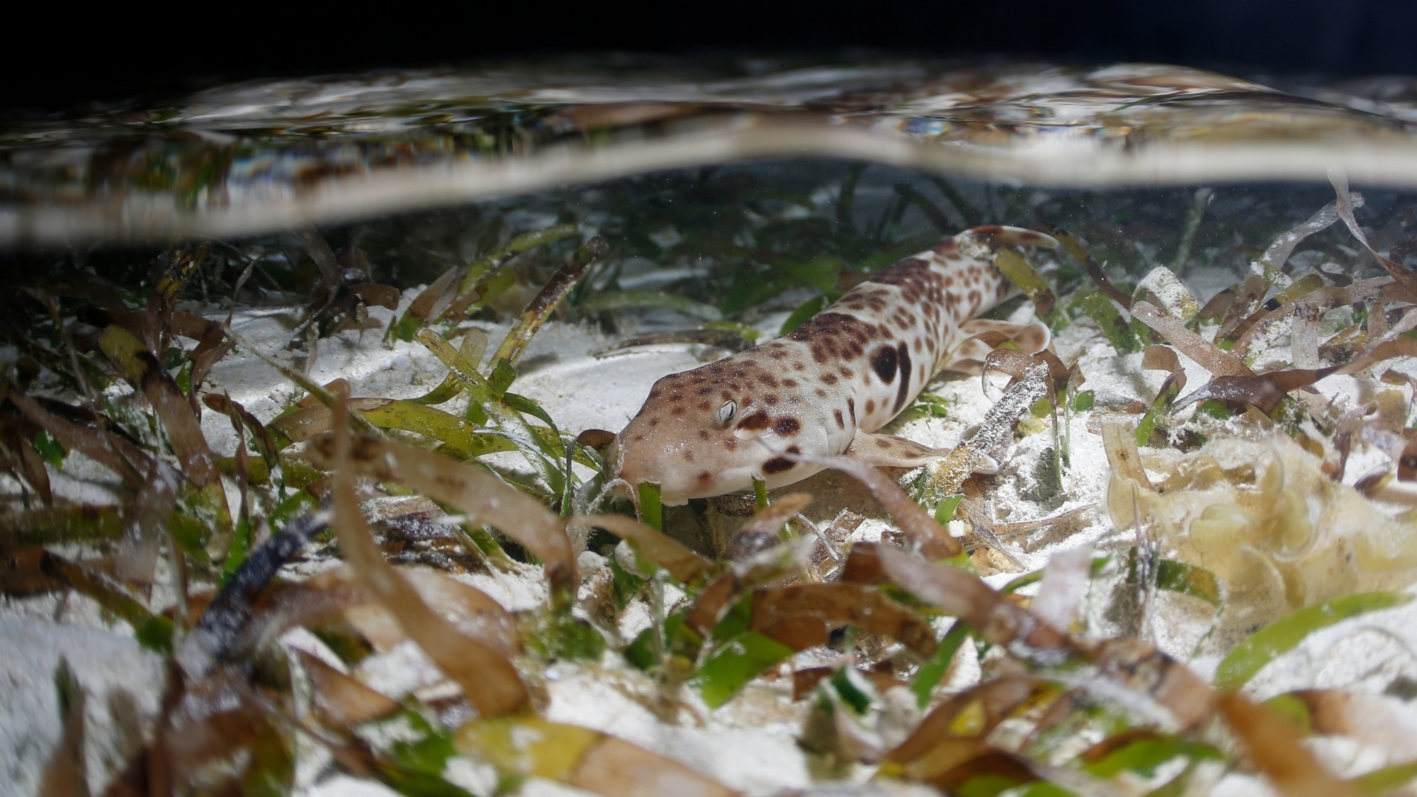 Epaulette shark